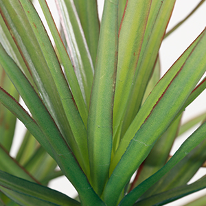Agave