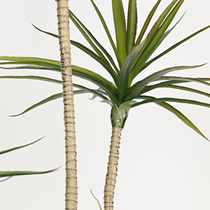 Agave